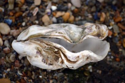Clam / Oyster exercise? Here’s how to do it right!